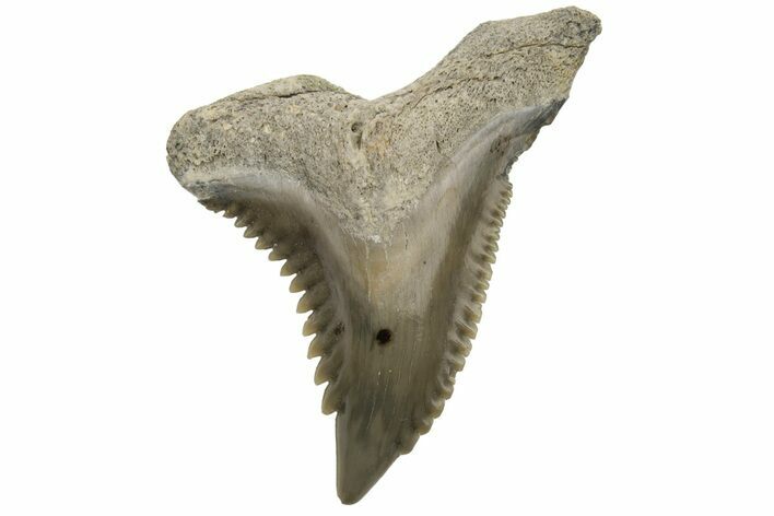 Snaggletooth Shark (Hemipristis) Tooth - Aurora, NC #237949